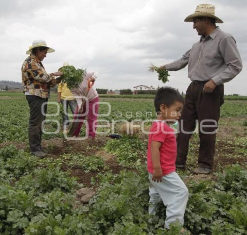 COSECHA DE CILANTRO