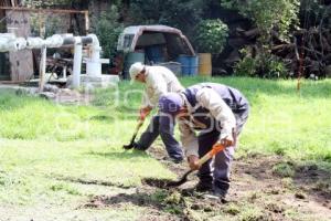 REFORESTACIÓN CON PLANTAS DE ORNATO