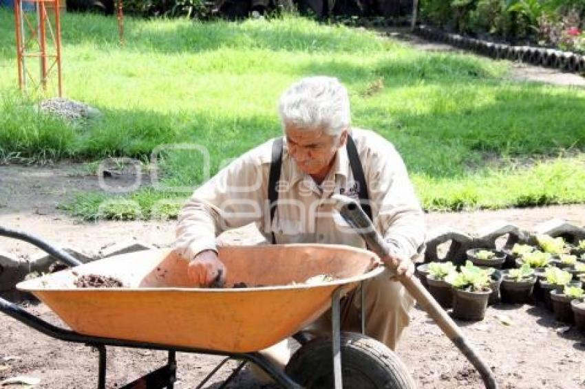 REFORESTACIÓN CON PLANTAS DE ORNATO