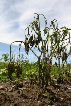 CAMPO . AFECTACIONES POR LLUVIAS