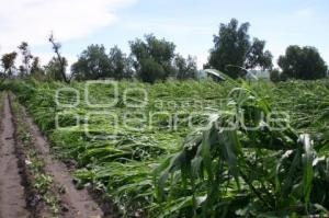 CAMPO . AFECTACIONES POR LLUVIAS