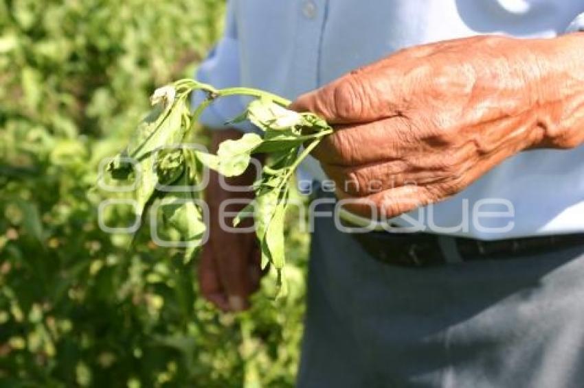 CAMPO . AFECTACIONES POR LLUVIAS