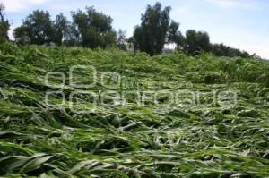 CAMPO . AFECTACIONES POR LLUVIAS