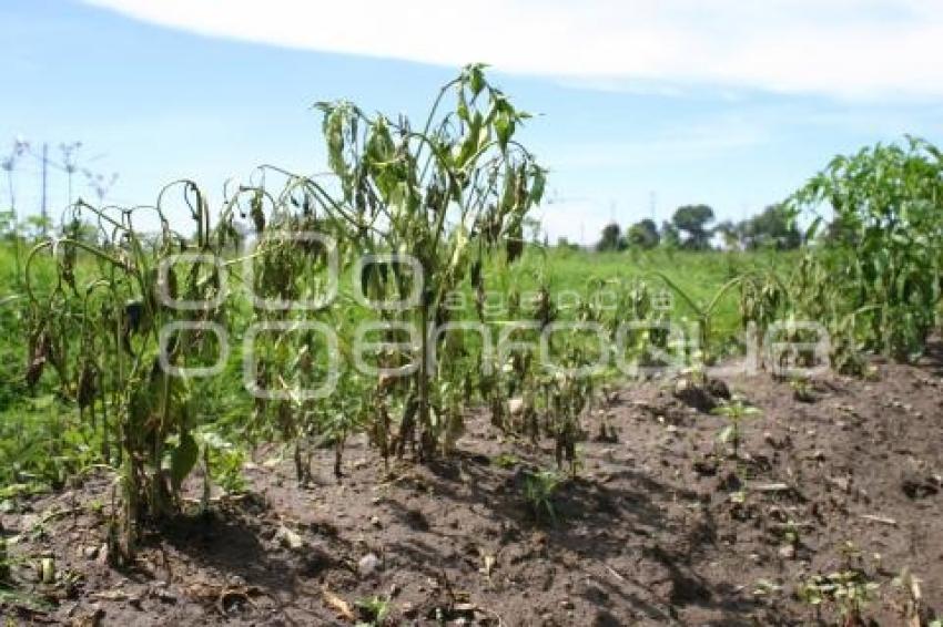 CAMPO . AFECTACIONES POR LLUVIAS