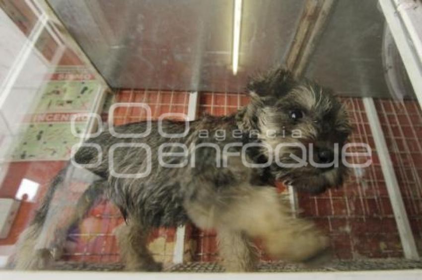 INICIATIVA DE LEY DE PROTECCIÓN ANIMAL