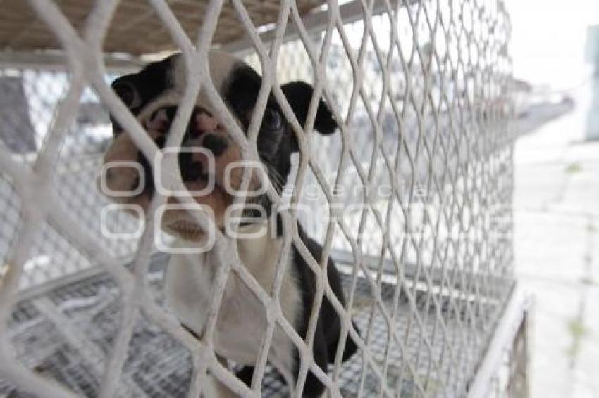 INICIATIVA DE LEY DE PROTECCIÓN ANIMAL