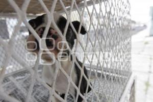 INICIATIVA DE LEY DE PROTECCIÓN ANIMAL