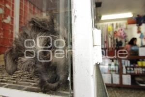 INICIATIVA DE LEY DE PROTECCIÓN ANIMAL