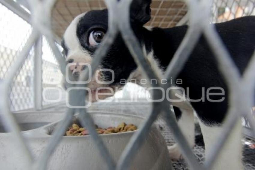 INICIATIVA DE LEY DE PROTECCIÓN ANIMAL
