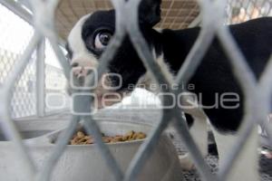 INICIATIVA DE LEY DE PROTECCIÓN ANIMAL