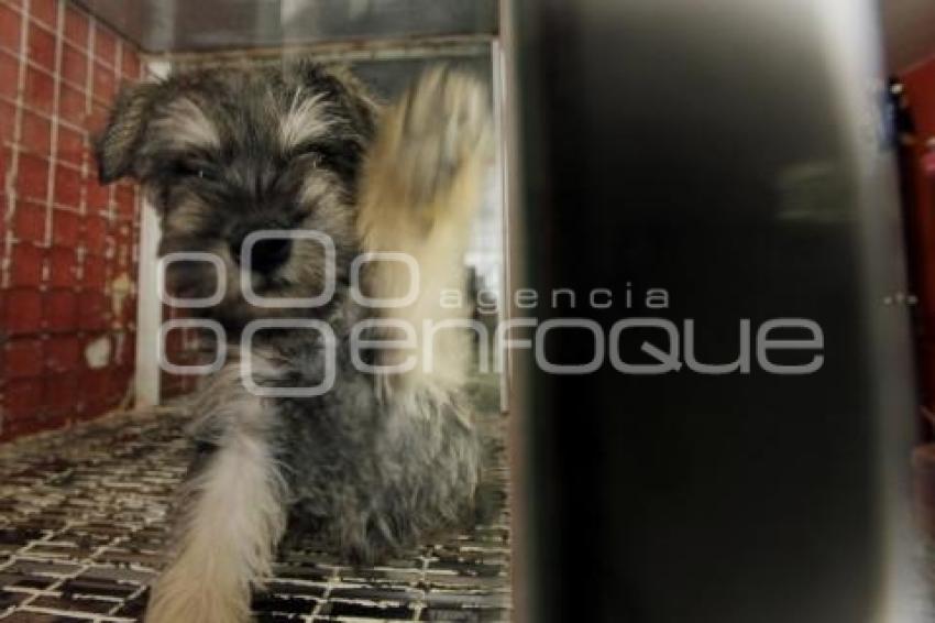 INICIATIVA DE LEY DE PROTECCIÓN ANIMAL