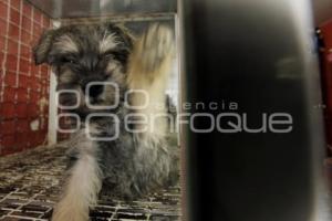 INICIATIVA DE LEY DE PROTECCIÓN ANIMAL