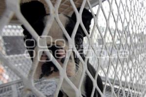 INICIATIVA DE LEY DE PROTECCIÓN ANIMAL