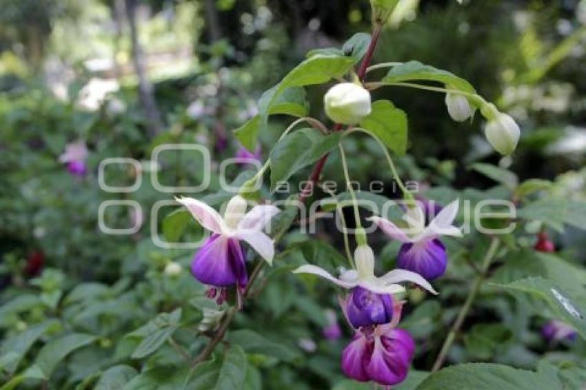 ORNAMENTA SIEMBRA Y CUIDA TU PARQUE