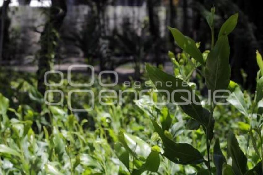 ORNAMENTA SIEMBRA Y CUIDA TU PARQUE