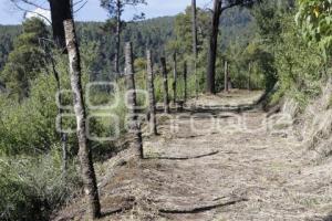 REFORESTACIÓN PARQUE NACIONAL IZTA-POPO