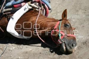 SE ELECTROCUTAN DOS HOMBRES Y MUERE UN CABALLO