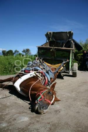 SE ELECTROCUTAN DOS HOMBRES Y MUERE UN CABALLO