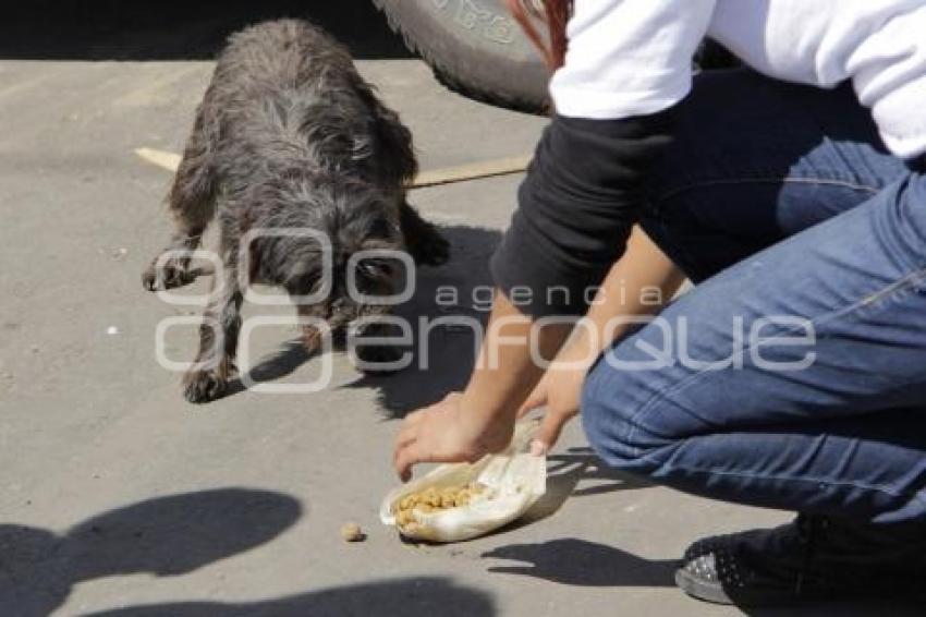 JORNADA ALIMENTACIÓN PERROS CALLEJEROS . MEDA