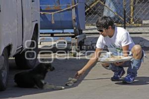 JORNADA ALIMENTACIÓN PERROS CALLEJEROS . MEDA