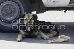 JORNADA ALIMENTACIÓN PERROS CALLEJEROS . MEDA