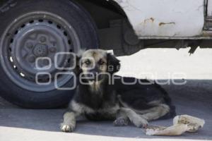 JORNADA ALIMENTACIÓN PERROS CALLEJEROS . MEDA