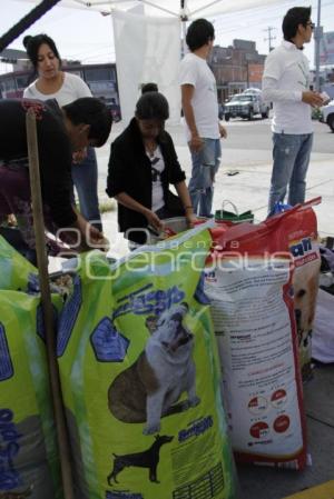 JORNADA ALIMENTACIÓN PERROS CALLEJEROS . MEDA