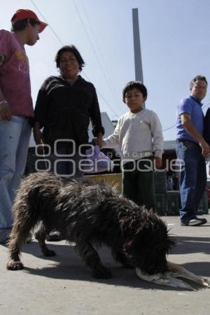 JORNADA ALIMENTACIÓN PERROS CALLEJEROS . MEDA