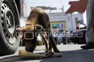 JORNADA ALIMENTACIÓN PERROS CALLEJEROS . MEDA