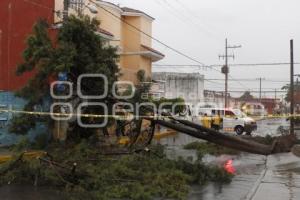 CAE ARBOL EN NACIONES UNIDAS