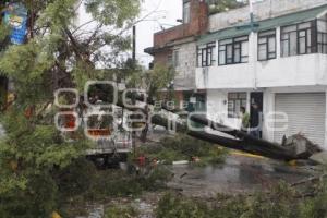 CAE ARBOL EN NACIONES UNIDAS