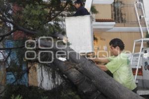 CAE ARBOL EN NACIONES UNIDAS