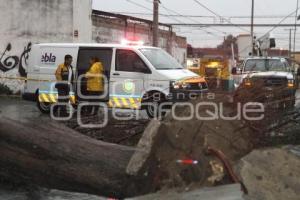 CAE ARBOL EN NACIONES UNIDAS