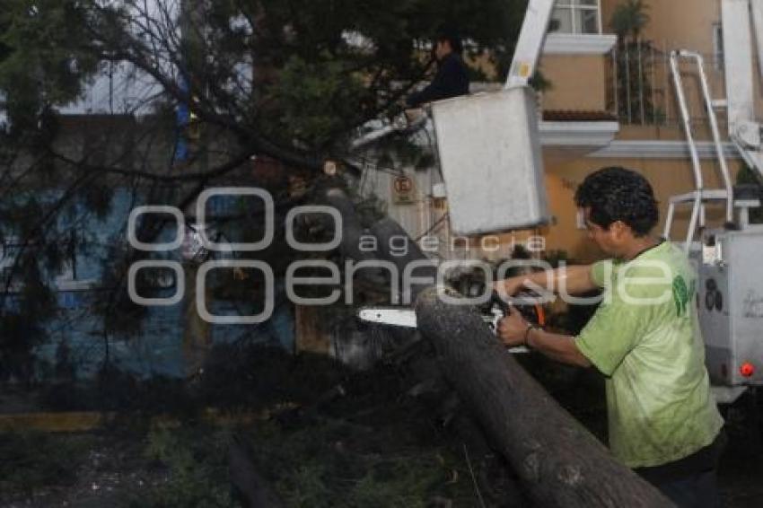 CAE ARBOL EN NACIONES UNIDAS