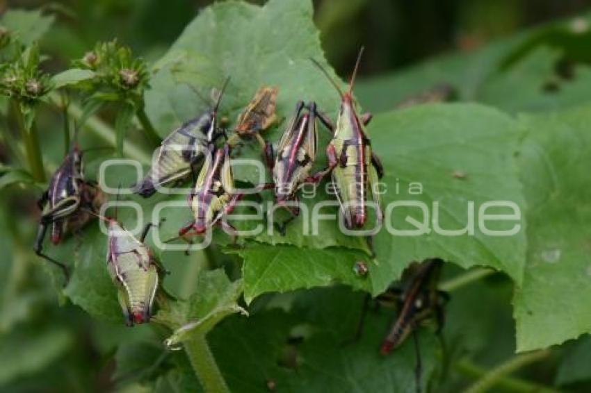 CAMPO . PLAGA DE CHAPULÍN