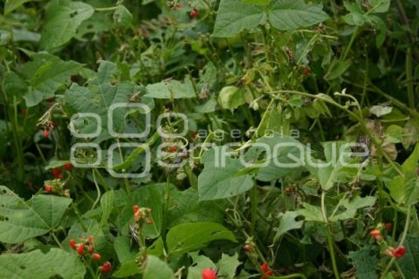 CAMPO . PLAGA DE CHAPULÍN