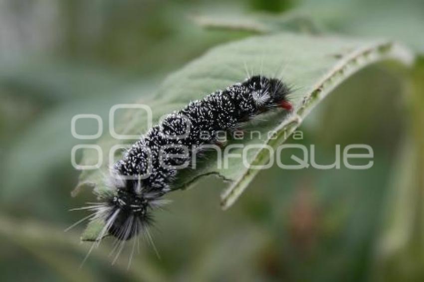 ORUGA