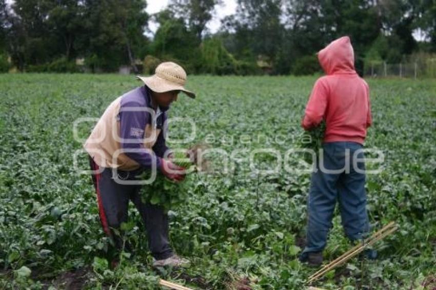 CAMPESINOS EN TEXMELUCAN