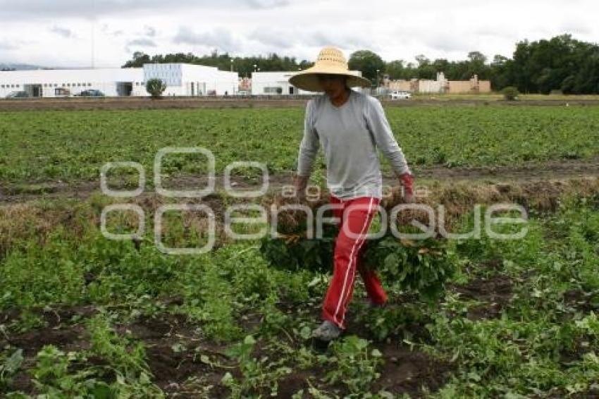 CAMPESINOS EN TEXMELUCAN