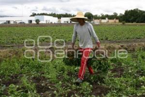 CAMPESINOS EN TEXMELUCAN