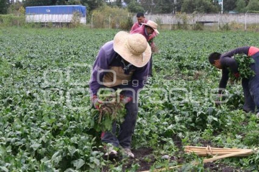 CAMPESINOS EN TEXMELUCAN