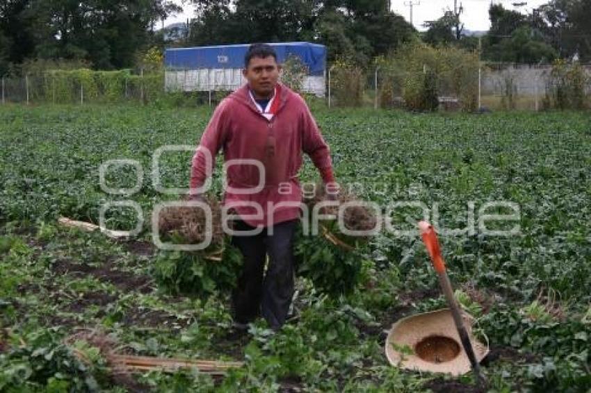 CAMPESINOS EN TEXMELUCAN