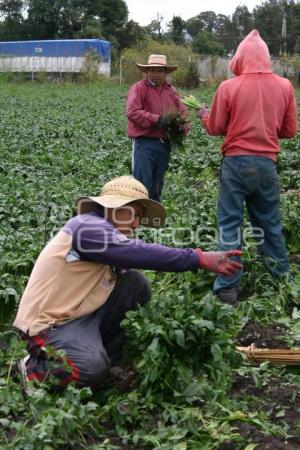 CAMPESINOS EN TEXMELUCAN