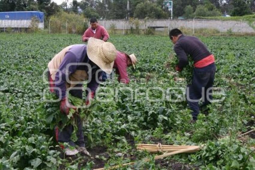 CAMPESINOS EN TEXMELUCAN