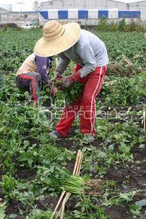 CAMPESINOS EN TEXMELUCAN