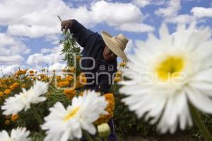 CORTE FLOR DE MUERTO