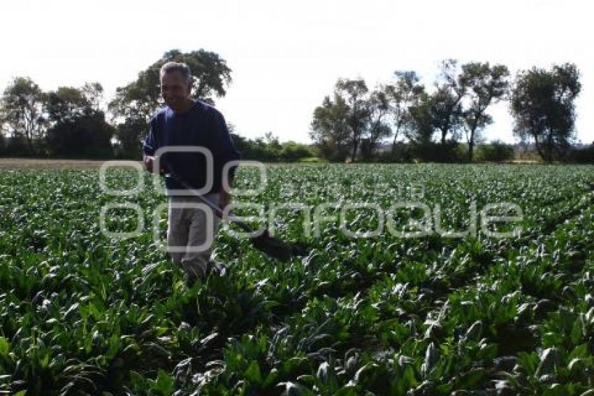 CAMPESINO EN TEXMELUCAN