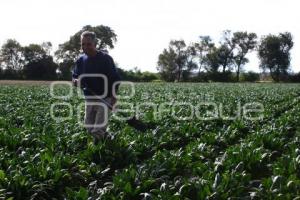 CAMPESINO EN TEXMELUCAN