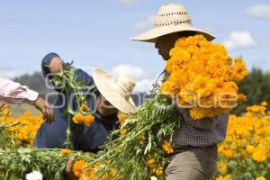 CORTE FLOR DE MUERTO