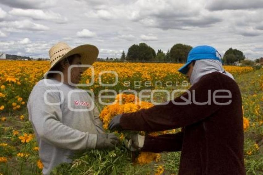 CORTE FLOR DE MUERTO
